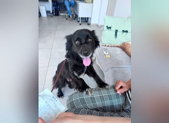 Bella - kleine Hündin sucht das große Glück