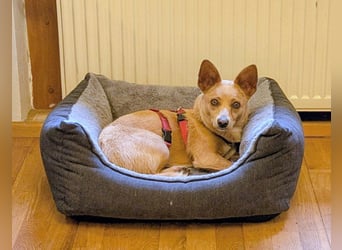 Remi - verspielte, freundliche, anhängliche Hündin / in Neustadt an der Donau