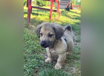 Marina - süßes, neugieriges Mini-Hundemädchen sucht das große Glück
