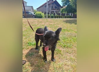 Bella - kleine süße Hündin sucht endlich ihr großes Glück