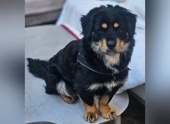 Edda - kleine, zuckersüße junge Hündin sucht liebevolles Zuhause