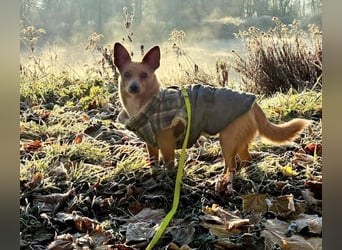 Remi - verspielte, freundliche, anhängliche Hündin / in Neustadt an der Donau