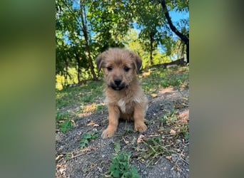 Rocco - fröhlicher, verspielter kleiner Wirbelwind