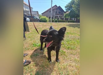 Bella - kleine süße Hündin sucht endlich ihr großes Glück