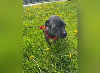 Onyx - freundliche, verspielte kleine Hündin sucht ein Zuhause