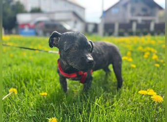 Onyx - freundliche, verspielte kleine Hündin sucht ein Zuhause