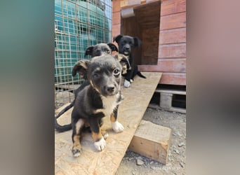 Crina - neugieriges, verspieltes Welpen-Mädchen sucht liebevolles Zuhause