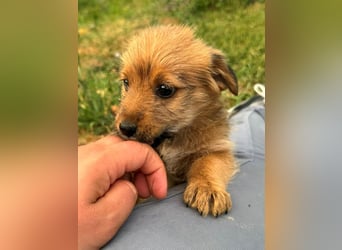 Rocco - fröhlicher, verspielter kleiner Wirbelwind