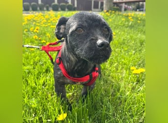 Onyx - freundliche, verspielte kleine Hündin sucht ein Zuhause