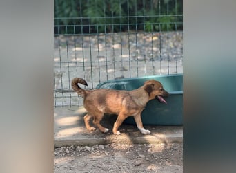 Ariel - neugieriges, selbstbewusstes Welpen-Mädchen