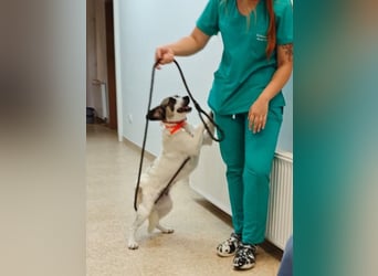 Emma - menschenbezogene, freundliche Hündin sucht ein Zuhause