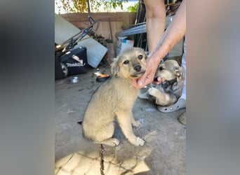Nikki - verspieltes Welpen-Mädchen sucht ein Zuhause