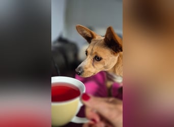 Remi - verspielte, freundliche, anhängliche Hündin / in Neustadt an der Donau