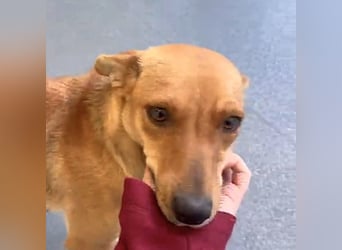 Cherry - charmante, fröhliche, kleine Hundedame sucht ein Zuhause