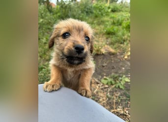 Rocco - fröhlicher, verspielter kleiner Wirbelwind