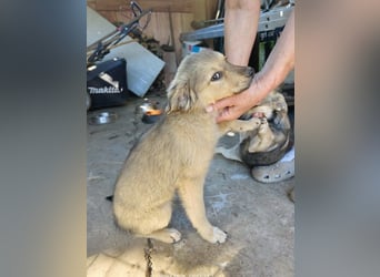 Nikki - verspieltes Welpen-Mädchen sucht ein Zuhause
