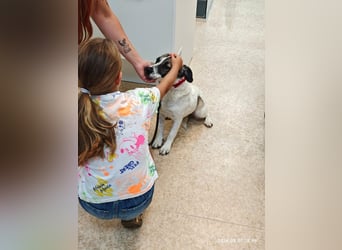 Emma - menschenbezogene, freundliche Hündin sucht ein Zuhause