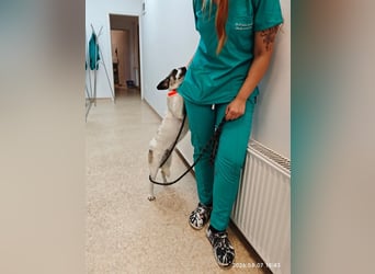 Emma - menschenbezogene, freundliche Hündin sucht ein Zuhause