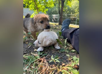 Rocco - fröhlicher, verspielter kleiner Wirbelwind
