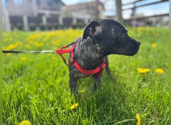 Onyx - freundliche, verspielte kleine Hündin sucht ein Zuhause