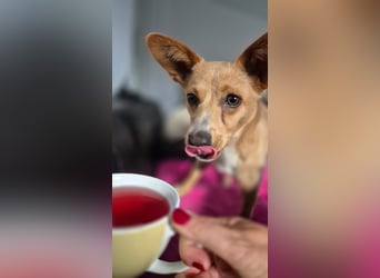 Remi - verspielte, freundliche, anhängliche Hündin / in Neustadt an der Donau