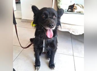 Bella - kleine süße Hündin sucht endlich ihr großes Glück