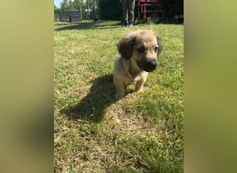Marina - süßes, neugieriges Mini-Hundemädchen sucht das große Glück