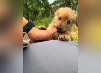 Rocco - fröhlicher, verspielter kleiner Wirbelwind