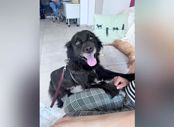 Bella - kleine Hündin sucht das große Glück