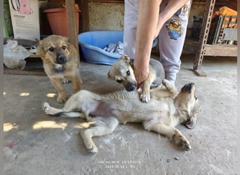 Nikki - verspieltes Welpen-Mädchen sucht ein Zuhause