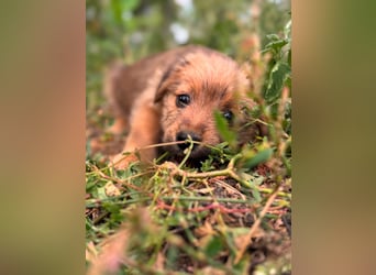 Rocco - fröhlicher, verspielter kleiner Wirbelwind