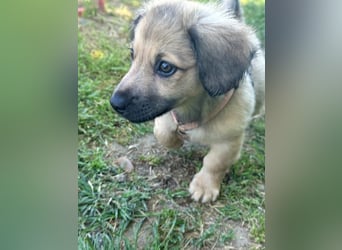 Marina - süßes, neugieriges Mini-Hundemädchen sucht das große Glück