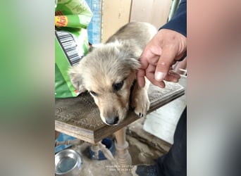 Nikki - verspieltes Welpen-Mädchen sucht ein Zuhause