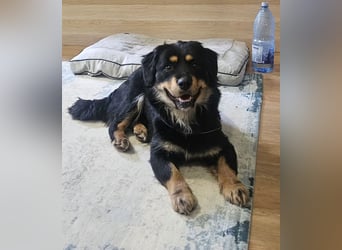 Edda - kleine, zuckersüße junge Hündin sucht liebevolles Zuhause