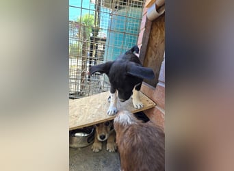 Cici - neugieriges, verspieltes Welpen-Mädchen