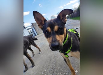 Tito - aus dem Kofferraum