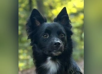 Nerino –lackschwarze Liebenswürdigkeit auf vier kurzen Beinen