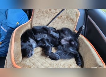 Nerino –lackschwarze Liebenswürdigkeit auf vier kurzen Beinen