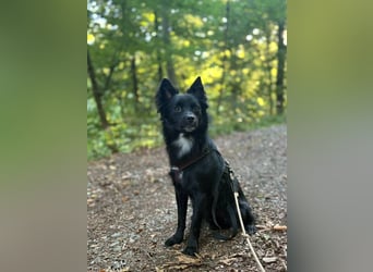 Nerino –lackschwarze Liebenswürdigkeit auf vier kurzen Beinen