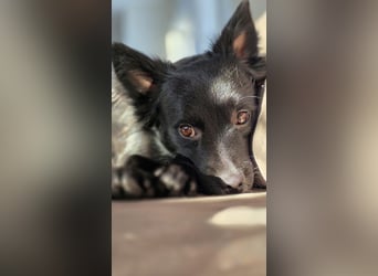 Nerino –lackschwarze Liebenswürdigkeit auf vier kurzen Beinen