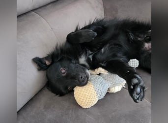 Nerino –lackschwarze Liebenswürdigkeit auf vier kurzen Beinen