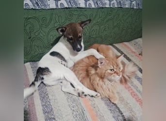 Freccia - ein großer Katzenfan