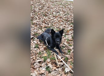 Nerino –lackschwarze Liebenswürdigkeit auf vier kurzen Beinen