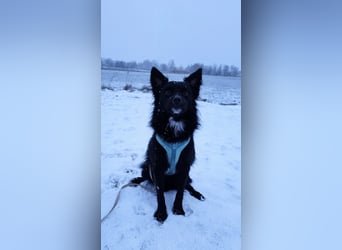 Nerino –lackschwarze Liebenswürdigkeit auf vier kurzen Beinen