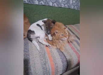 Freccia - ein großer Katzenfan