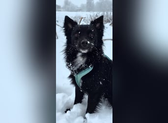 Nerino –lackschwarze Liebenswürdigkeit auf vier kurzen Beinen