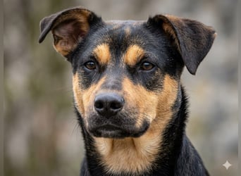 Tito - aus dem Kofferraum