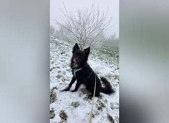 Nerino –lackschwarze Liebenswürdigkeit auf vier kurzen Beinen