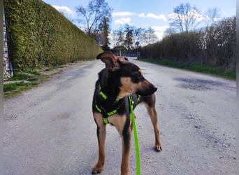 Tito - aus dem Kofferraum