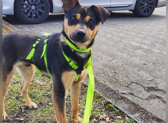 Tito - aus dem Kofferraum